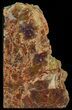 Tall Arizona Petrified Wood Bookends - Salmon Color #52514-2